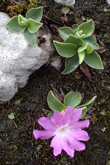 Primula clusiana \ Clusius' Primel / Clusius' Primrose, A Admont 5.7.2024