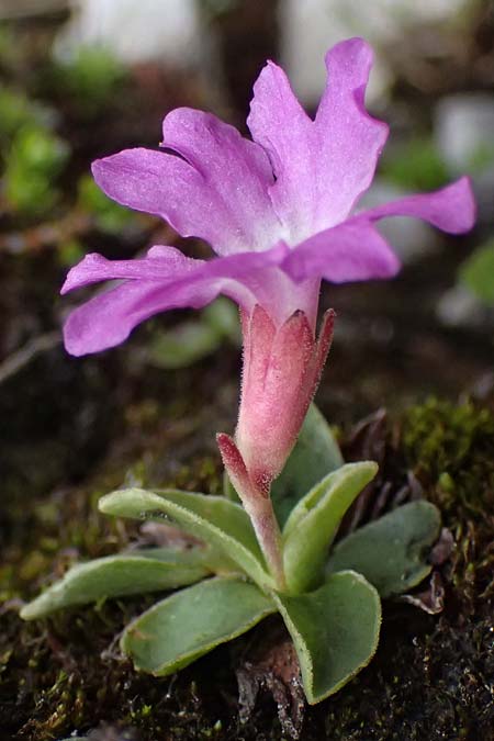 Primula clusiana \ Clusius' Primel / Clusius' Primrose, A Admont 5.7.2024