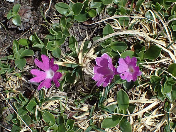 Primula clusiana \ Clusius' Primel / Clusius' Primrose, A Admont 5.7.2024