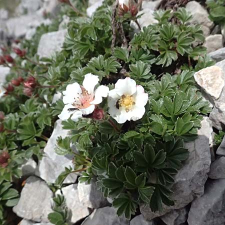 Potentilla clusiana \ Ostalpen-Fingerkraut / Clusius Cinquefoil, A Trenchtling 6.7.2024