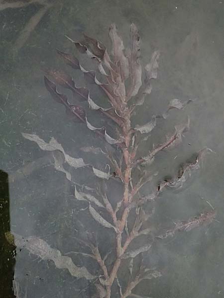 Potamogeton crispus \ Krauses Laichkraut / Curled Pontweed, A Michelstetten 12.6.2026