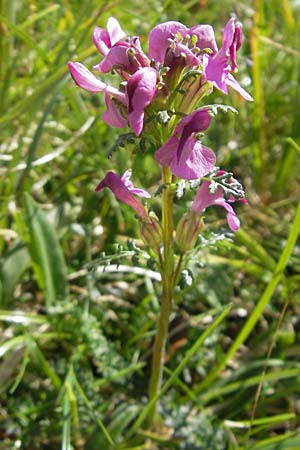 Pedicularis rostratocapitata \ Kopfiges Lusekraut, Geschnbeltes Lusekraut / Beaked Lousewort, A Dachstein 20.7.2010