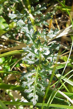Pedicularis rostratocapitata \ Kopfiges Lusekraut, Geschnbeltes Lusekraut / Beaked Lousewort, A Dachstein 20.7.2010