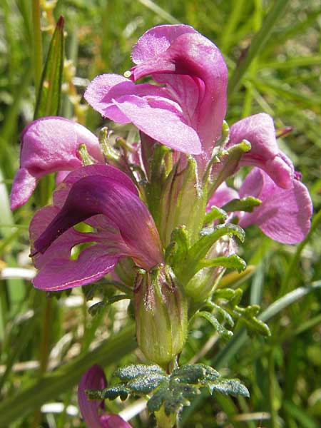Pedicularis rostratocapitata \ Kopfiges Lusekraut, Geschnbeltes Lusekraut / Beaked Lousewort, A Dachstein 20.7.2010
