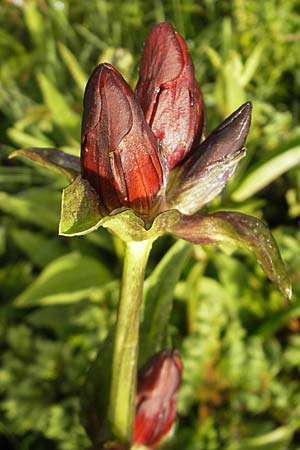 Gentiana purpurea \ Purpur-Enzian / Purple Gentian, A Lechtal, Warth 23.6.2011