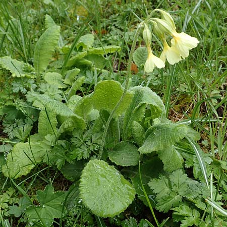 Primula elatior \ Hohe Schlsselblume, Wald-Primel / Ox-lip, A Kärnten/Carinthia, Feistritz im Rosental 17.5.2016