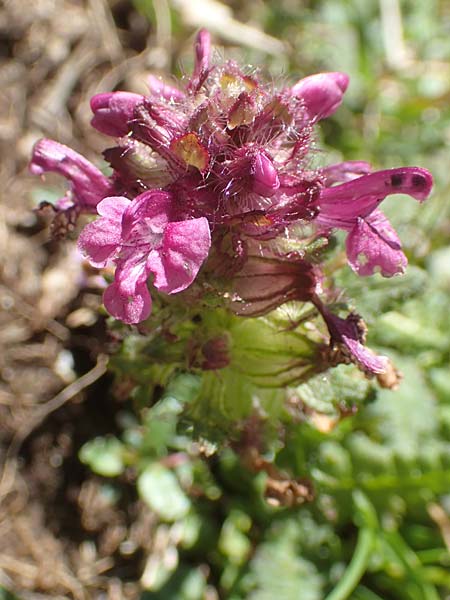 Pedicularis verticillata \ Quirlblttriges Lusekraut / Verticillate Lousewort, A Kärnten/Carinthia, Petzen 8.8.2016