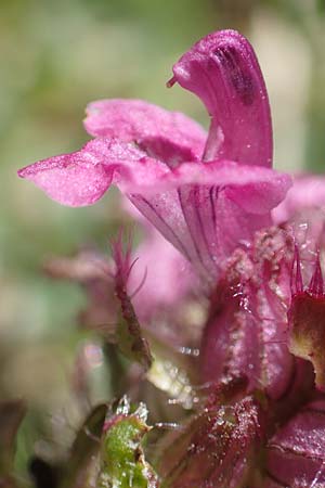 Pedicularis verticillata \ Quirlblttriges Lusekraut / Verticillate Lousewort, A Kärnten/Carinthia, Petzen 8.8.2016