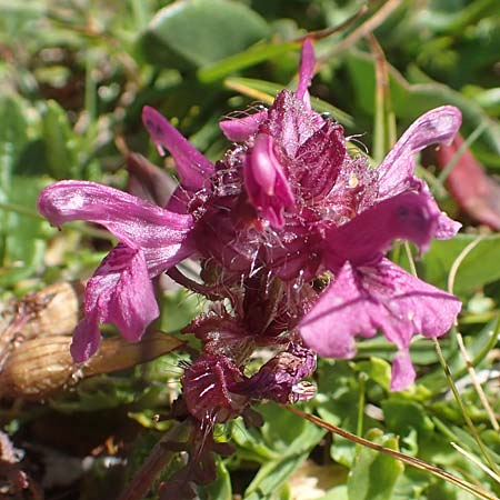 Pedicularis verticillata \ Quirlblttriges Lusekraut / Verticillate Lousewort, A Kärnten/Carinthia, Petzen 8.8.2016