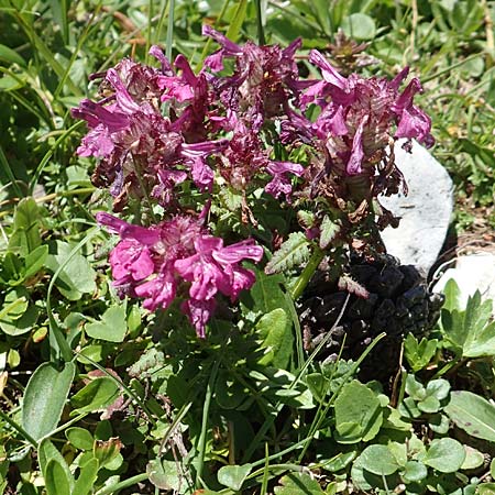 Pedicularis verticillata \ Quirlblttriges Lusekraut / Verticillate Lousewort, A Kärnten/Carinthia, Petzen 8.8.2016