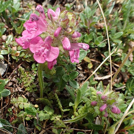 Pedicularis verticillata \ Quirlblttriges Lusekraut / Verticillate Lousewort, A Trenchtling 3.7.2019