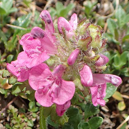 Pedicularis verticillata \ Quirlblttriges Lusekraut / Verticillate Lousewort, A Trenchtling 3.7.2019