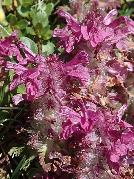 Pedicularis verticillata \ Quirlblttriges Lusekraut / Verticillate Lousewort, A Nockberge, Eisentaler Höhe 10.7.2019