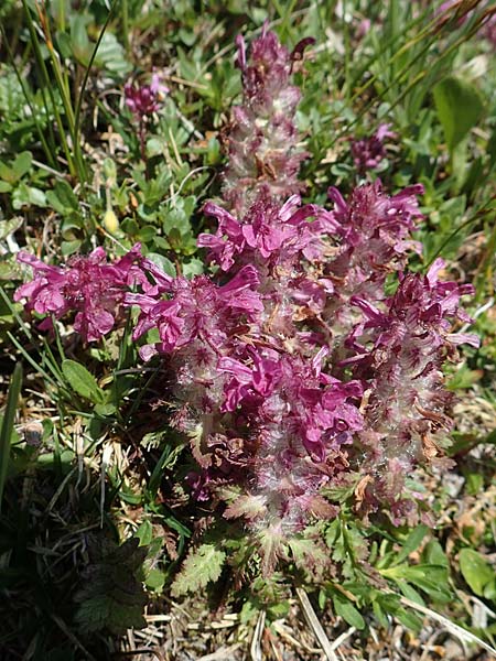 Pedicularis verticillata \ Quirlblttriges Lusekraut / Verticillate Lousewort, A Nockberge, Eisentaler Höhe 10.7.2019