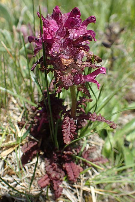 Pedicularis verticillata \ Quirlblttriges Lusekraut / Verticillate Lousewort, A Nockberge, Eisentaler Höhe 10.7.2019