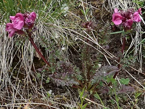 Pedicularis rostratocapitata \ Kopfiges Lusekraut, Geschnbeltes Lusekraut / Beaked Lousewort, A Großglockner 30.6.2025