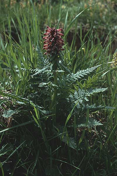 Pedicularis recutita \ Gestutztes Lusekraut / Beakless Red Lousewort, A Widderstein 12.7.1987