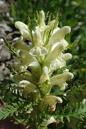 Pedicularis foliosa \ Reichblttriges Lusekraut / Leafy Lousewort, A Bad Gastein 29.6.2025