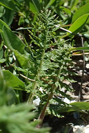 Pedicularis foliosa \ Reichblttriges Lusekraut / Leafy Lousewort, A Bad Gastein 29.6.2025