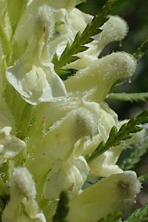 Pedicularis foliosa \ Reichblttriges Lusekraut / Leafy Lousewort, A Bad Gastein 29.6.2025