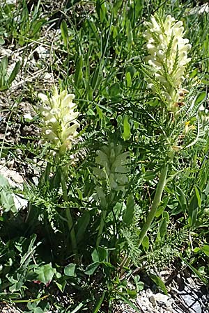 Pedicularis foliosa \ Reichblttriges Lusekraut / Leafy Lousewort, A Bad Gastein 29.6.2025