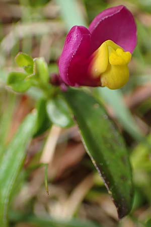 Polygala chamaebuxus \ Buchs-Kreuzblume, Buchs-Kreuzblmchen / Shrubby Milkwort, A Kärnten/Carinthia, Feistritz im Rosental 17.5.2016