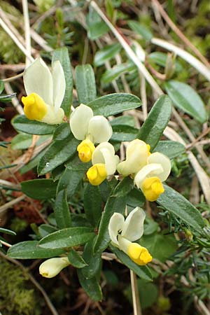 Polygala chamaebuxus \ Buchs-Kreuzblume, Buchs-Kreuzblmchen / Shrubby Milkwort, A Kärnten/Carinthia, Feistritz im Rosental 17.5.2016