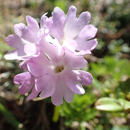 Primula glutinosa \ Klebrige Primel / Sticky Primrose, A Nockberge, Klomnock 10.7.2019