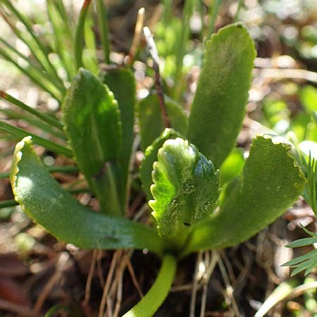 Primula glutinosa \ Klebrige Primel / Sticky Primrose, A Nockberge, Klomnock 10.7.2019