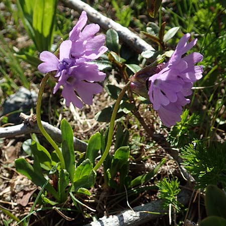 Primula glutinosa \ Klebrige Primel / Sticky Primrose, A Nockberge, Klomnock 10.7.2019