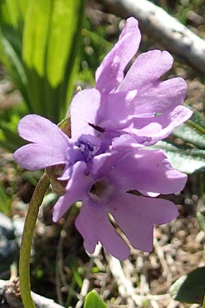 Primula glutinosa \ Klebrige Primel / Sticky Primrose, A Nockberge, Klomnock 10.7.2019