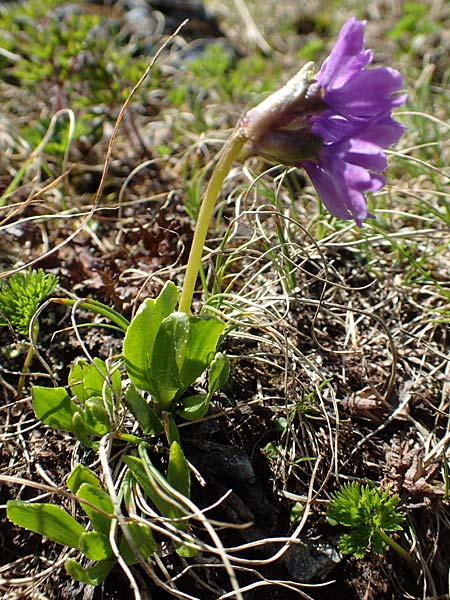 Primula glutinosa \ Klebrige Primel / Sticky Primrose, A Nockberge, Klomnock 10.7.2019