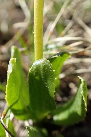 Primula glutinosa \ Klebrige Primel / Sticky Primrose, A Nockberge, Klomnock 10.7.2019