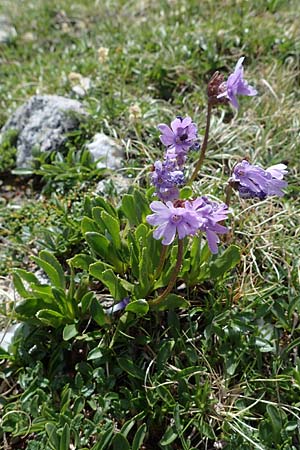 Primula glutinosa \ Klebrige Primel / Sticky Primrose, A Wölzer Tauern, Hoher Zinken 26.6.2021