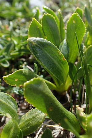 Primula glutinosa \ Klebrige Primel / Sticky Primrose, A Wölzer Tauern, Hoher Zinken 26.6.2021