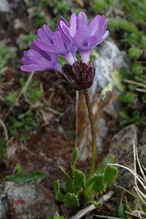 Primula glutinosa \ Klebrige Primel / Sticky Primrose, A Wölzer Tauern, Hoher Zinken 26.6.2021