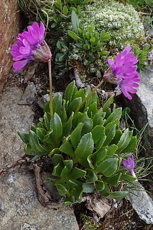 Primula glutinosa \ Klebrige Primel / Sticky Primrose, A Wölzer Tauern, Hoher Zinken 26.6.2021
