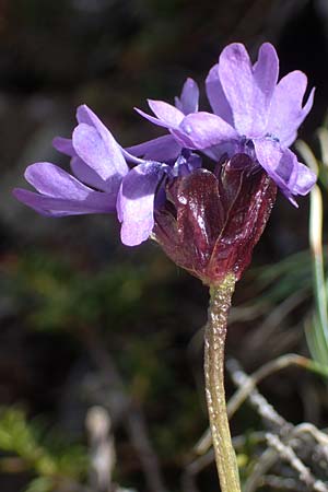 Primula glutinosa \ Klebrige Primel / Sticky Primrose, A Wölzer Tauern, Hoher Zinken 26.6.2021