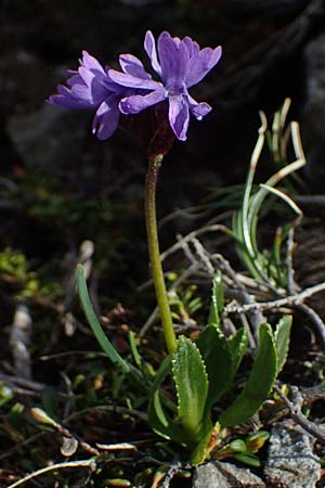 Primula glutinosa \ Klebrige Primel / Sticky Primrose, A Wölzer Tauern, Hoher Zinken 26.6.2021