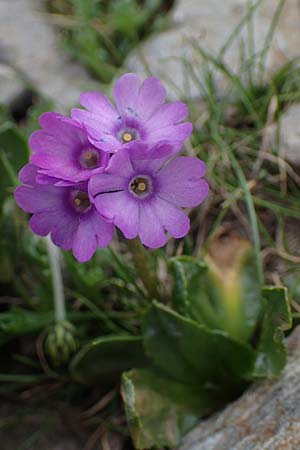 Primula glutinosa \ Klebrige Primel / Sticky Primrose, A Wölzer Tauern, Hoher Zinken 26.6.2021