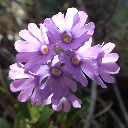 Primula glutinosa \ Klebrige Primel / Sticky Primrose, A Seetaler Alpen, Zirbitzkogel 28.6.2021