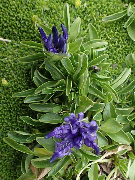 Phyteuma globulariifolium subsp. globulariifolium \ Armbl&uuml;tige Rapunzel / Globularia-Leaved Rampion, A W&ouml;lzer Tauern, Kleiner Zinken 24.7.2021