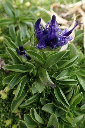 Phyteuma globulariifolium subsp. globulariifolium \ Armbl&uuml;tige Rapunzel / Globularia-Leaved Rampion, A W&ouml;lzer Tauern, Kleiner Zinken 24.7.2021