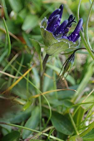Phyteuma globulariifolium subsp. globulariifolium \ Armbl&uuml;tige Rapunzel / Globularia-Leaved Rampion, A W&ouml;lzer Tauern, Hoher Zinken 24.7.2021