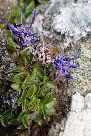 Phyteuma globulariifolium subsp. globulariifolium \ Armbl&uuml;tige Rapunzel / Globularia-Leaved Rampion, A Niedere Tauern, S&ouml;lk-Pass 26.7.2021