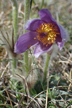 Pulsatilla grandis \ Groe Kuhschelle / Greater Pasque-Flower, A Perchtoldsdorf 3.4.2023