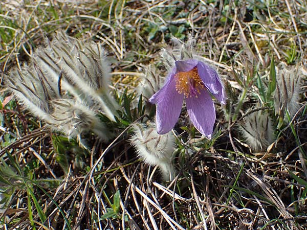 Pulsatilla grandis \ Groe Kuhschelle / Greater Pasque-Flower, A Perchtoldsdorf 3.4.2023