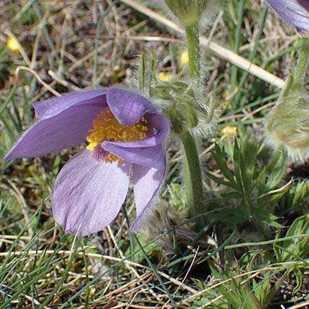 Pulsatilla grandis \ Groe Kuhschelle / Greater Pasque-Flower, A Perchtoldsdorf 3.4.2023