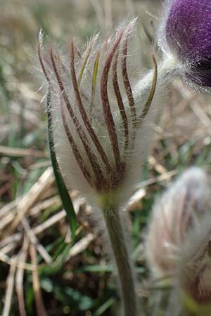 Pulsatilla grandis \ Groe Kuhschelle / Greater Pasque-Flower, A Perchtoldsdorf 3.4.2023