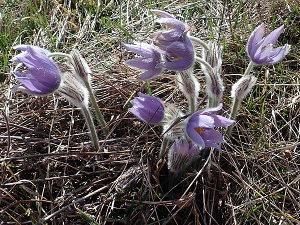 Pulsatilla grandis \ Groe Kuhschelle / Greater Pasque-Flower, A Perchtoldsdorf 3.4.2023
